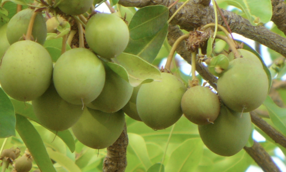 Shea Butter Wholesale 100% Pure // African Sougou Collection - AFRICAN SOUGOU